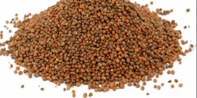 Ofrecemos cereales de alta calidad (alfalfa, festuca, sainfoinЮ, ballico,