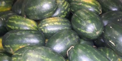 ¡Melones húngaros de primera clase a la venta entre