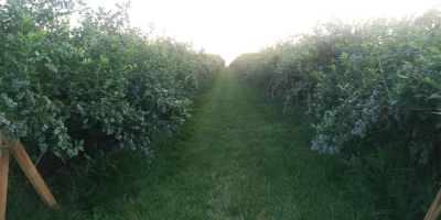 Venderé frutos de arándanos de mi propia plantación. El