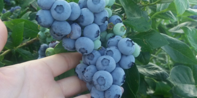 Venderé frutos de arándanos de mi propia plantación. El