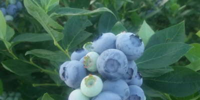Venderé frutos de arándanos de mi propia plantación. El