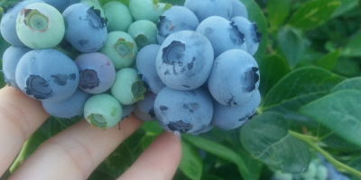 Venderé frutos de arándanos de mi propia plantación. El