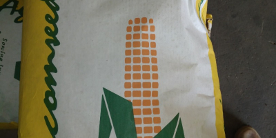 Semilla de maiz para siembra empresa agricomseeds  distribuidor en