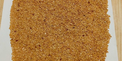 Ofrecemos a la venta nuestra propia producción de maíz