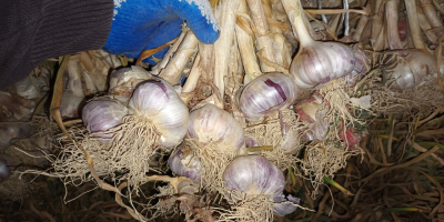 Venderé ajo polaco de mi propia plantación. El ajo