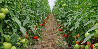 Vendo tomates sabrosos y comerciales.