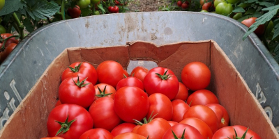 Vendo tomates sabrosos y comerciales.