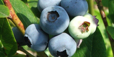 Venderé arándanos frescos, de 100 a 300 kg por
