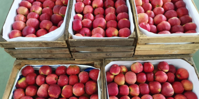 Ofrece a la venta manzanas de diversas variedades, en