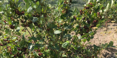 Bayas de aronia de producción ecológica, frescas y/o secas.