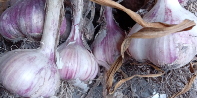 Venta de Ajo Arkus. Calibrado. Perfecto para plantar. Una