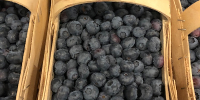 Hola, vendo arándano recién cogido. El fruto es grande