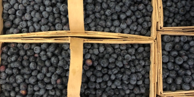 Hola, vendo arándano recién cogido. El fruto es grande
