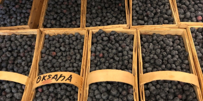 Hola, vendo arándano recién cogido. El fruto es grande