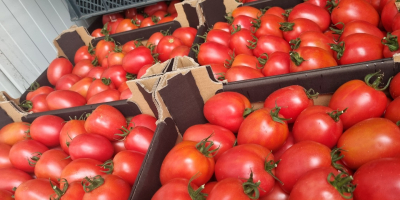 Vendo 10 tarimas de tomate ciruela frambuesa, transporte a
