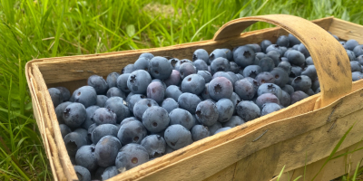 Venderé arándanos de una plantación familiar. Fruta ecológica sin