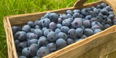 Venderé arándanos de una plantación familiar. Fruta ecológica sin