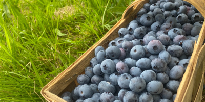 Venderé arándanos de una plantación familiar. Fruta ecológica sin
