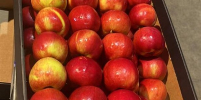 Exportamos manzanas a cadenas de supermercados e importadores europeos.
