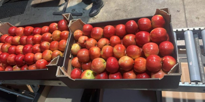 Exportamos manzanas a cadenas de supermercados e importadores europeos.