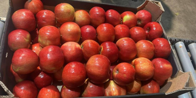 Exportamos manzanas a cadenas de supermercados e importadores europeos.
