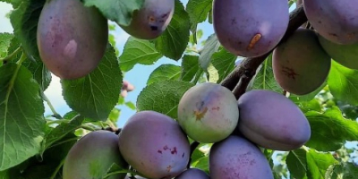 Vendo ciruelas negras para más información envíeme un mensaje