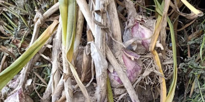 Hola, venderé ajo polaco, variedad Harnaś. Ajo tamaño a