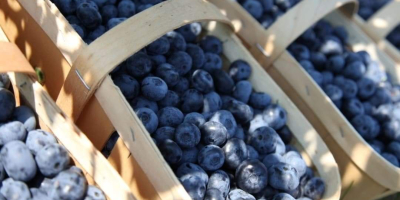 Hola, ofrezco la venta de arándanos americanos cosechados a