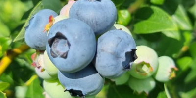 Hola, ofrezco la venta de arándanos americanos cosechados a