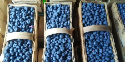 Hola, ofrezco la venta de arándanos americanos cosechados a