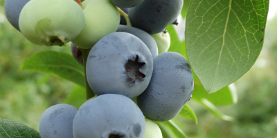 fruta fresca de arándanos