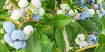 Vendo arándanos orgánicos de mi propia plantación, al menos