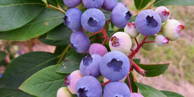 Vendo arándanos orgánicos de mi propia plantación, al menos