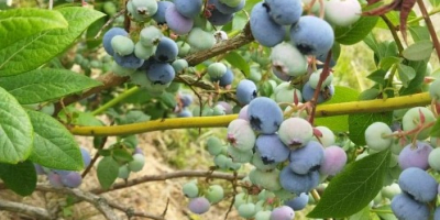 Vendo arándanos orgánicos de mi propia plantación, al menos