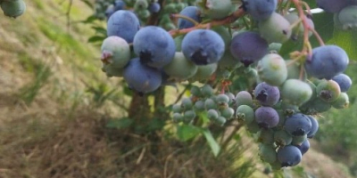 Vendo arándanos orgánicos de mi propia plantación, al menos