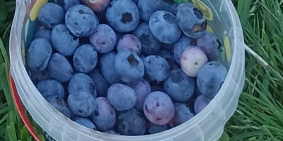 Venderé arándano, dulce, fruta grande.