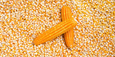VENDO 300 TONELADAS DE MAÍZ DE PRODUCCIÓN LOCAL, INSILOZADO,