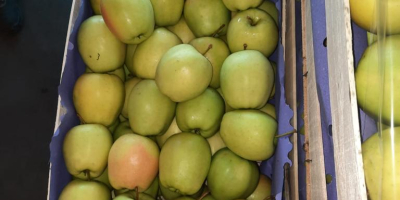 Hola. Vendo manzana Golden Delicious. Embalado en cajas de