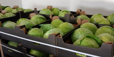 Ofrecemos col blanca en cajas de cartón, bolsas y