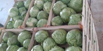 Ofrecemos col blanca en cajas de cartón, bolsas y