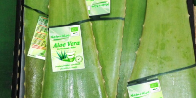 Hojas de Aloe Vera ecológicas para consumo alimentario y