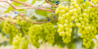 Venta de uvas de vino saludables con un alto