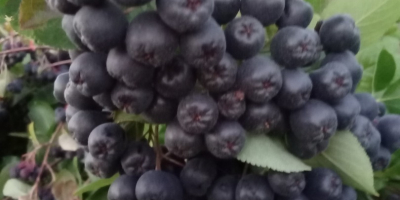 Venta de fruta fresca de aronia. Lo cultivo en