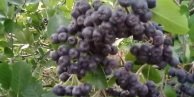 Venta de fruta fresca de aronia. Lo cultivo en