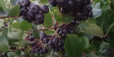 Venta de fruta fresca de aronia. Lo cultivo en