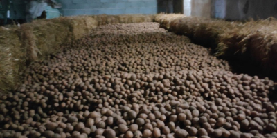 Venderé patatas Lilly, ya hemos empezado a cavar, pero