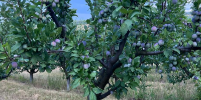 Produce ciruela stanley, anaspath