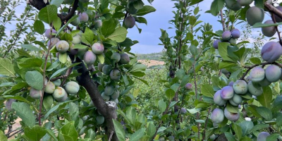 Produce ciruela stanley, anaspath