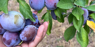 Produce ciruela stanley, anaspath