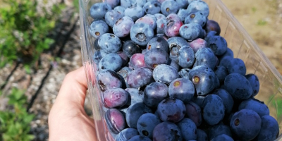 Hola, vendo blueberry blueberry, cortado a pedido, el precio